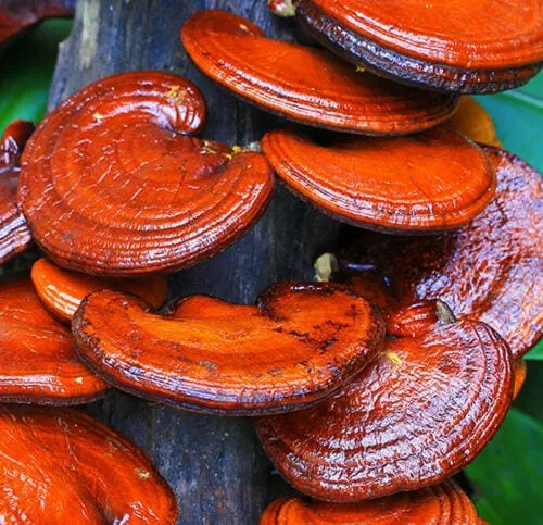 Ciuperci Ganoderma lucidum crescute pe un trunchi, în pădure
